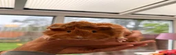 Guinea Pig rodents for sale: Adorable Guinea pigs - looking for a loving home  in Poole - Advert 2