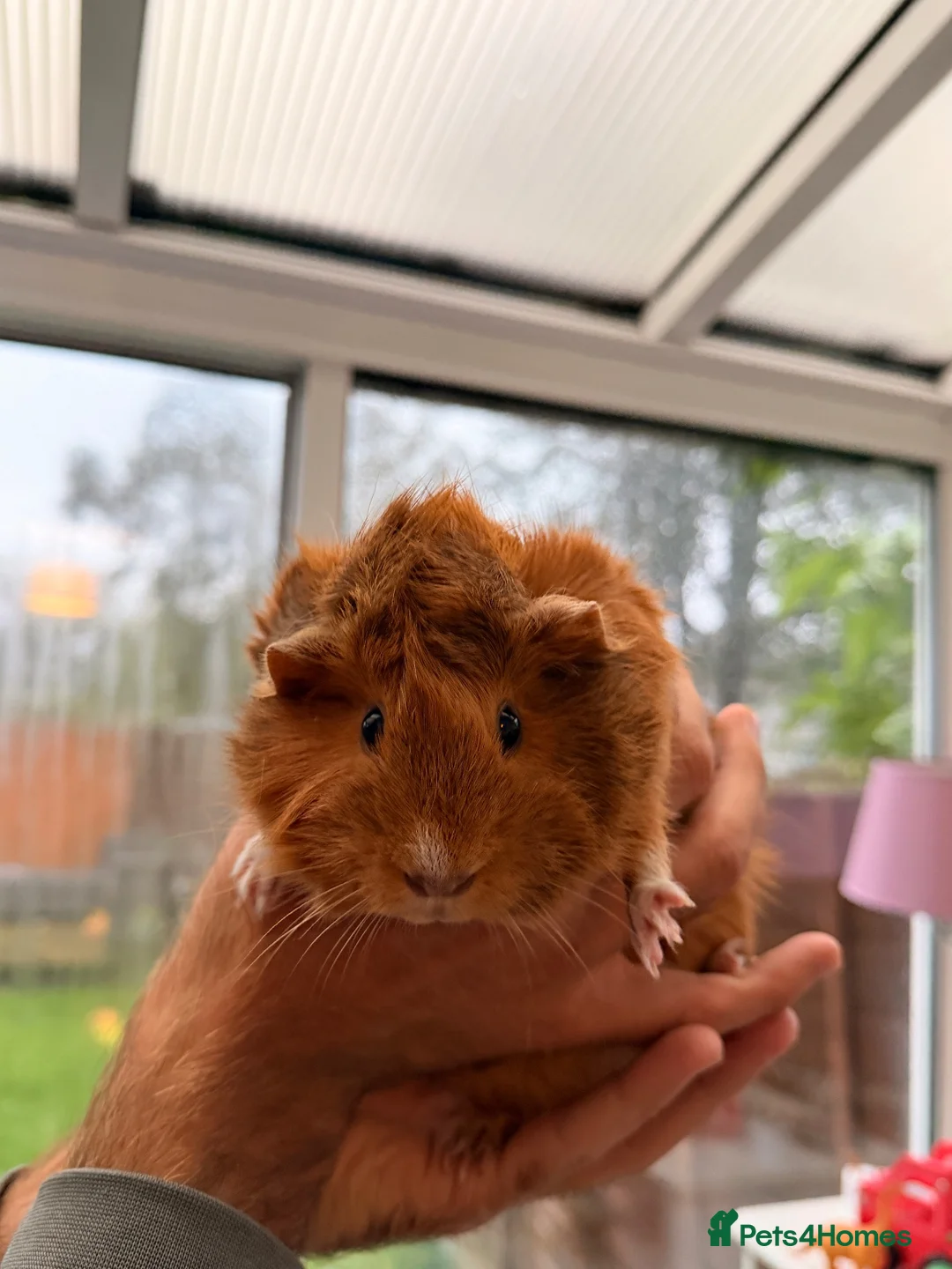 Guinea Pig rodents for sale: Adorable Guinea pigs - looking for a loving home  in Poole - Advert 2