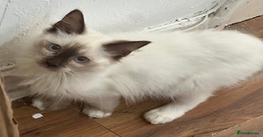 Ragdoll cats - Advert 10