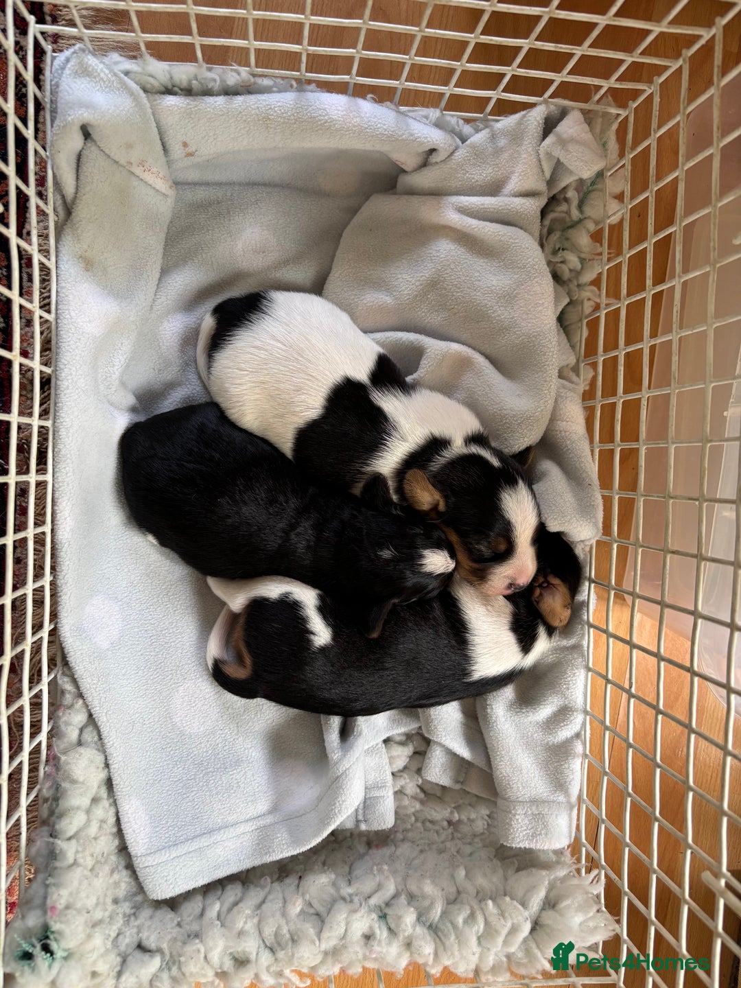 Mixed Breed dogs for sale: Cavajacks - Image 4