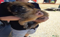 German Shepherd dogs for sale: german shepherd pups - Image 8