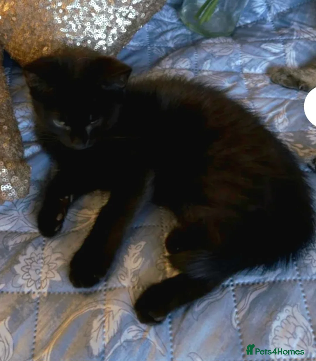 Mixed Breed cats for sale: Black and white kittens - Advert 2