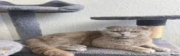 Mixed Breed cats for sale: 5 Adorable Kittens Ready for Loving Homes - Advert 1