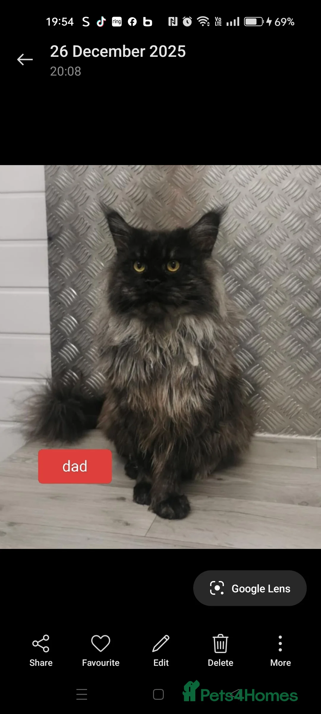 Maine Coon cats for sale: 😻😻😻Adorable fluffy Maine Coon kittens 😻😻😻 - Advert 2