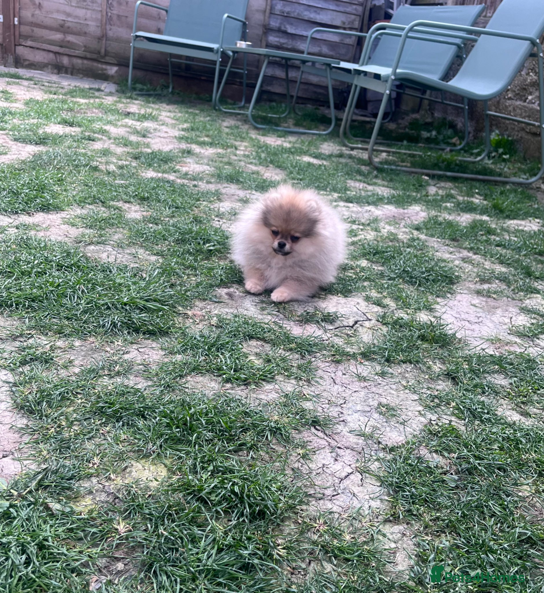 Pomeranian dogs 🩷Tiny Girl🐻Top Quality  - Advert 1