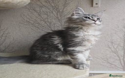 Maine Coon cats for sale: READY NOW Maine Coon Kitten Russian/Shaded lines in Hull - Image 4