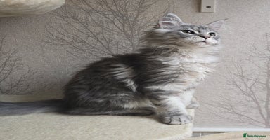 Maine Coon cats in Hull - Advert 14