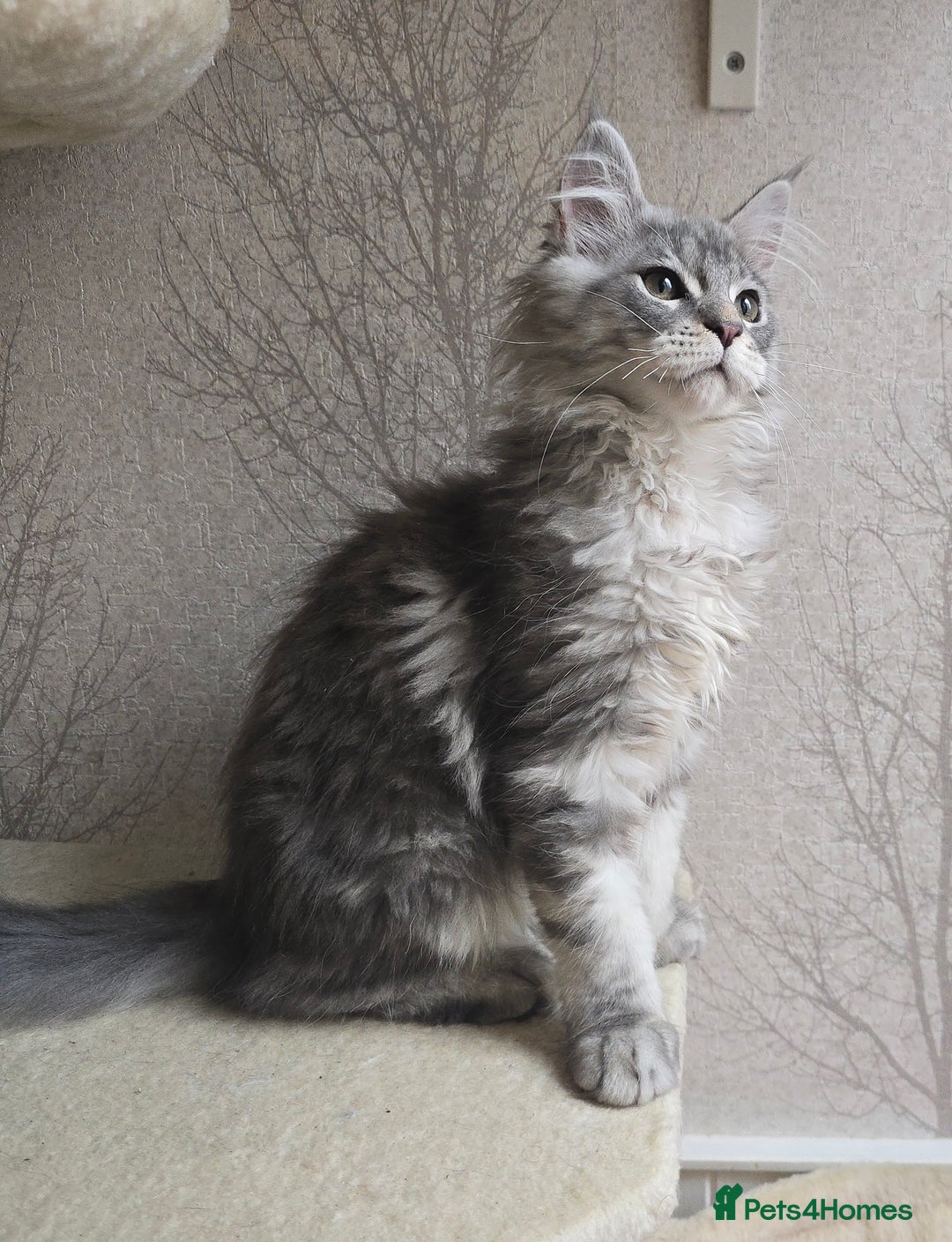 Maine Coon cats for sale: READY NOW Maine Coon Kitten Russian/Shaded lines in Hull - Image 4
