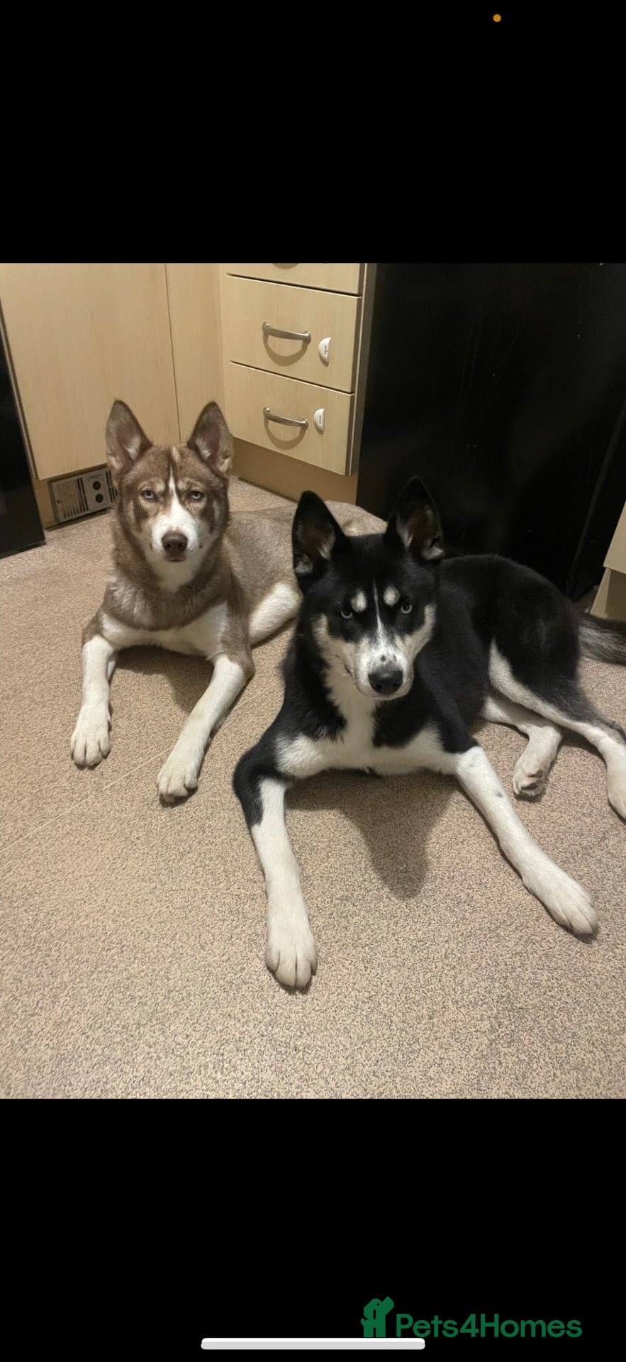 Siberian Husky dogs 2x Siberian husky  - Advert 18