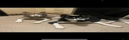 Siberian Husky dogs for sale: 2x Siberian husky  in Skegness - Advert 1