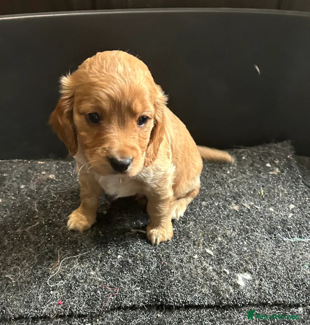 Cockapoo dogs for sale: Cockapoo puppy red male - Advert 6