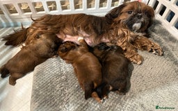 Shih Tzu dogs for sale: Boy & Girl KC Registered Imperial Shih Tzu - Image 5