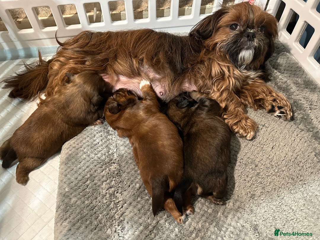 Shih Tzu dogs for sale: Boy & Girl KC Registered Imperial Shih Tzu - Image 5