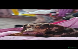 Dachshund dogs for sale: GORGEOUS GREEN EYED MERL GIRL & FAWN WIRE GIRL - Image 7