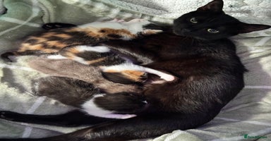 Mixed Breed cats - Advert 6