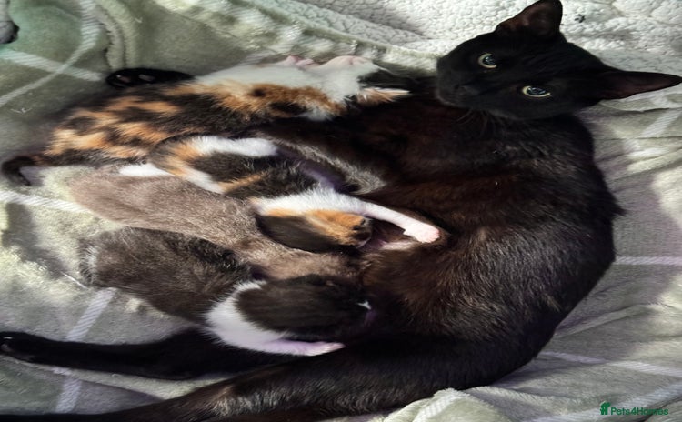 Mixed Breed cats - Advert 15