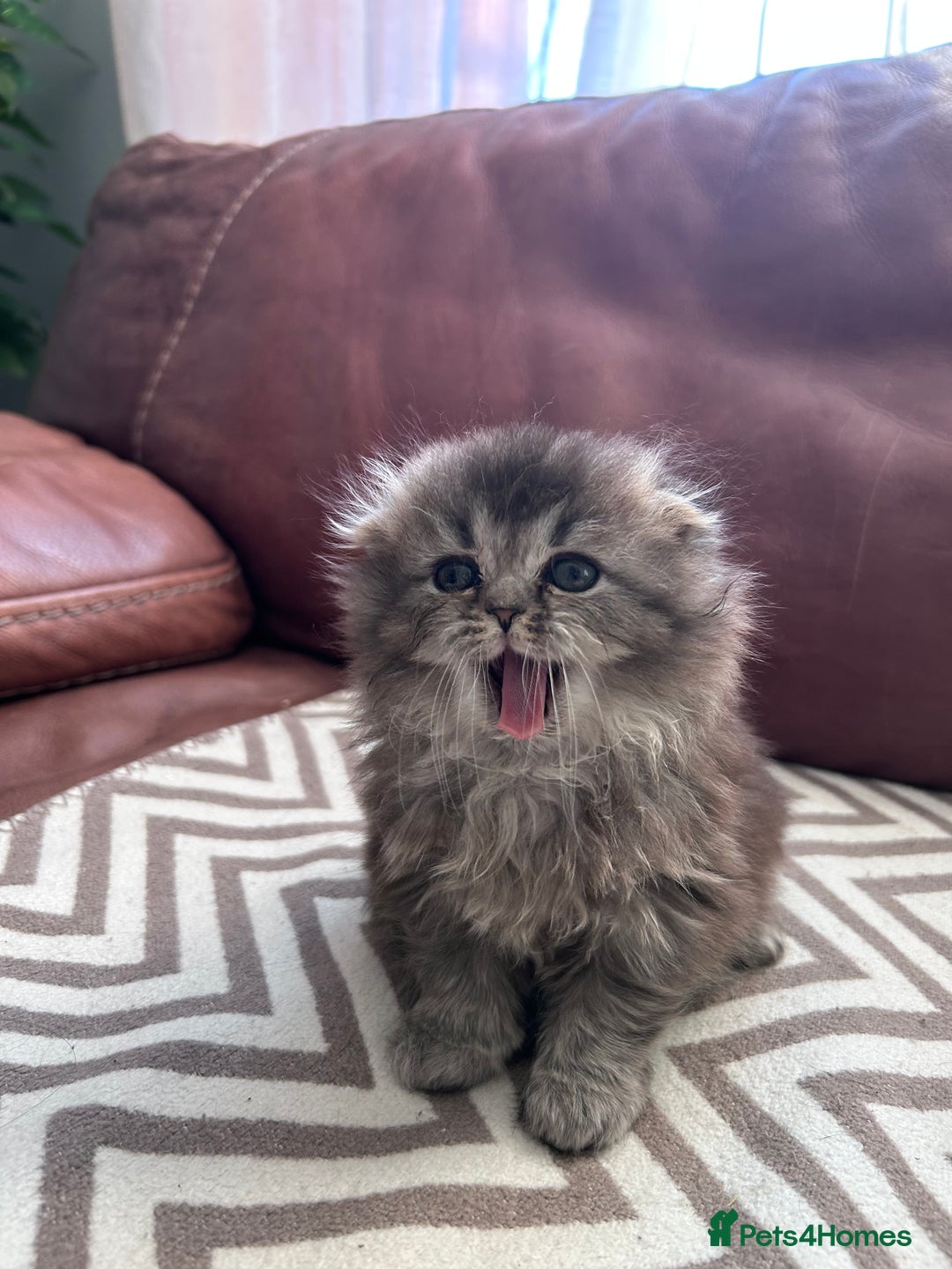 Scottish Fold cats for sale: Little buddies looking for home - Advert 18