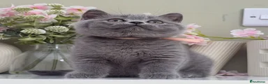 British Shorthair 5