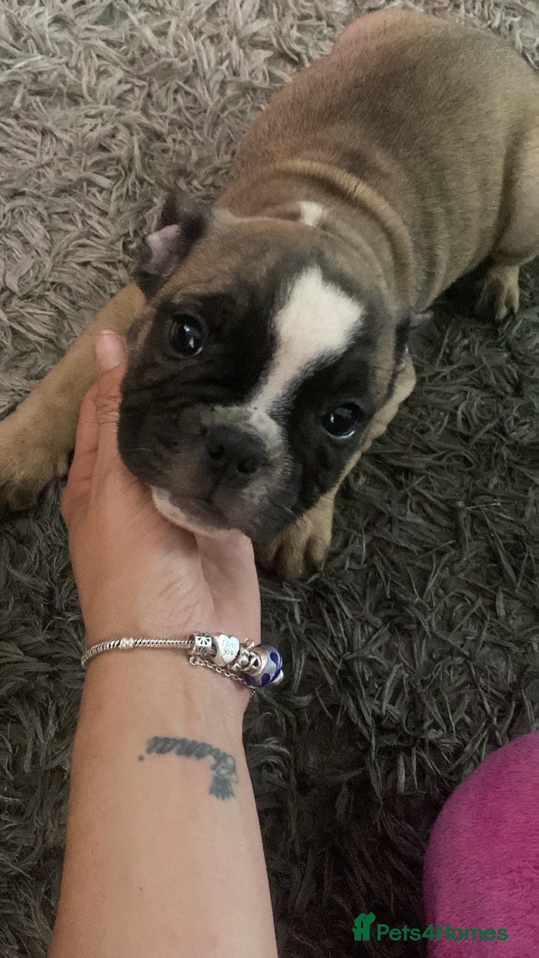 Mixed Breed dogs for sale: British bulldog x french bulldog female - Image 3