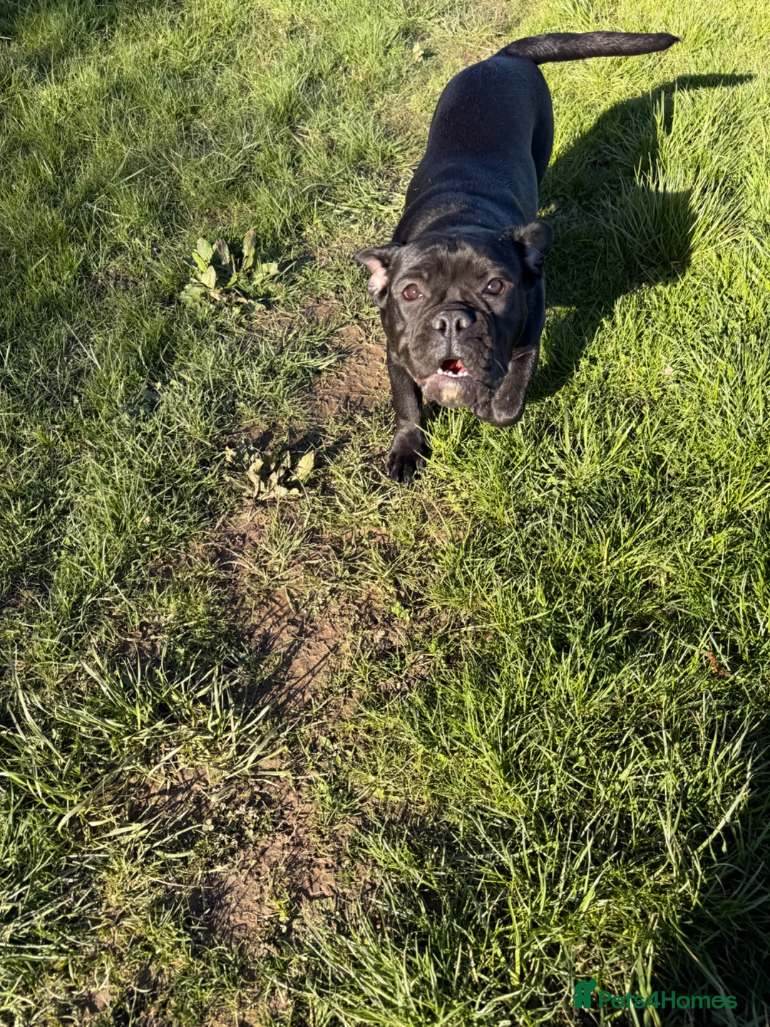 Olde English Bulldogge dogs for sale: RARE ALL BLACK Olde English Bulldoge  - Advert 1