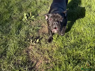 Olde English Bulldogge dogs RARE ALL BLACK Olde English Bulldoge - Advert 3