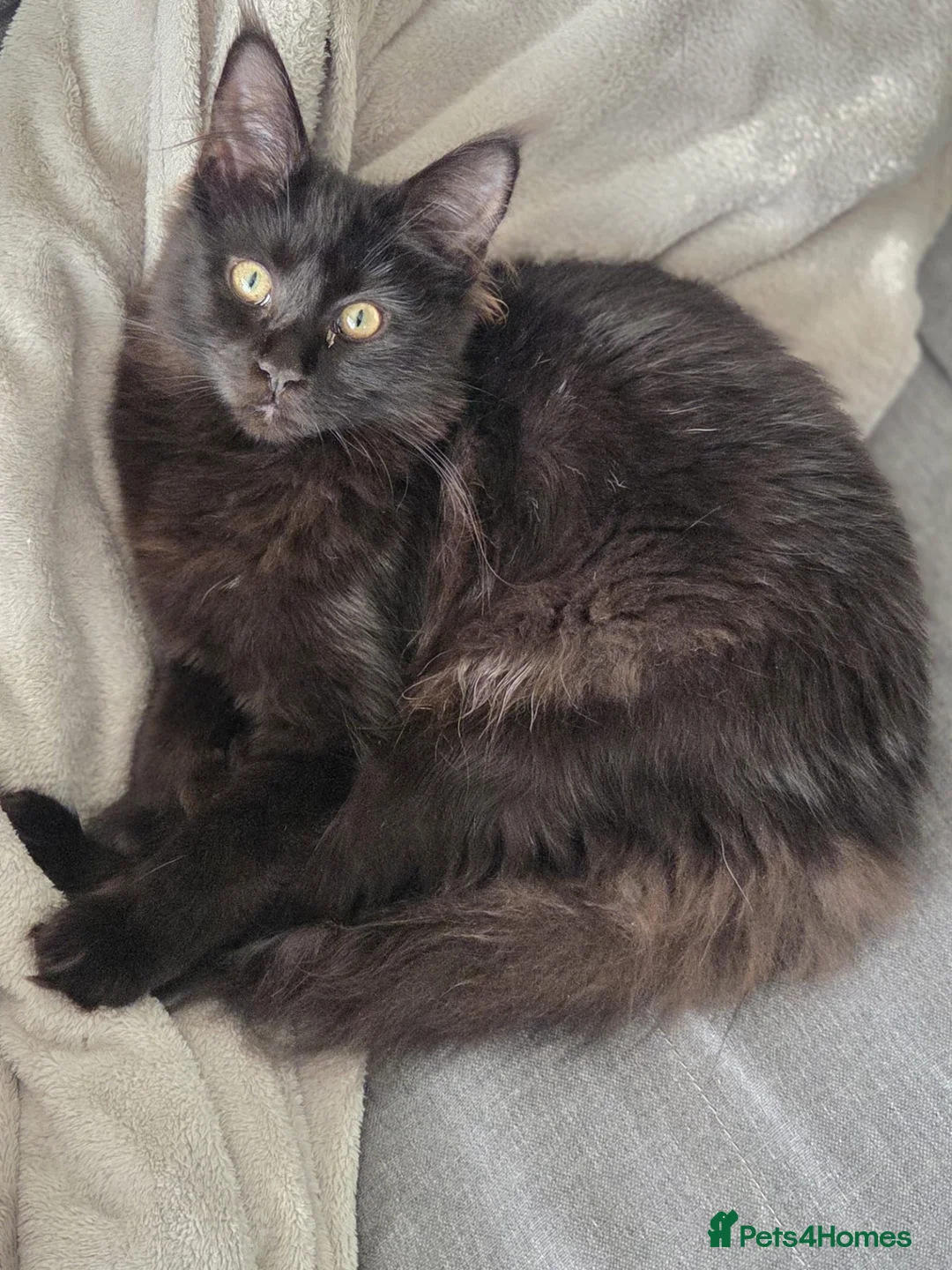 Maine Coon cats for sale: Pure stunning MaineCoon for sale! - Advert 2