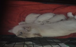 Ragdoll cats for sale: Three lovely ragdolls ready soon - Image 3