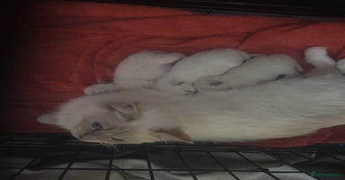 Ragdoll cats - Advert 2