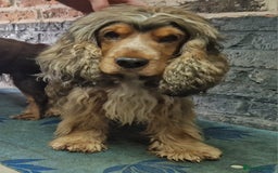 Cocker Spaniel dogs for sale: Cocker spaniel pups for sale  - Image 25