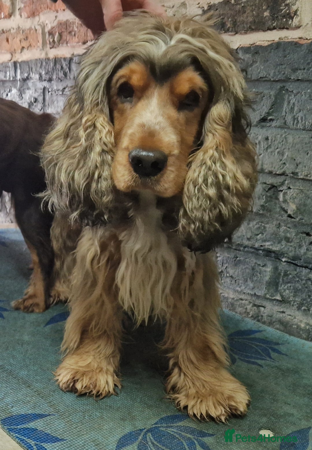 Cocker Spaniel dogs for sale: Cocker spaniel pups for sale  - Image 25