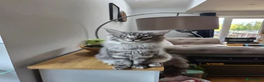 Maine Coon 2