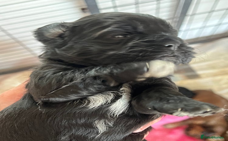 Shihpoo dogs - Advert 2