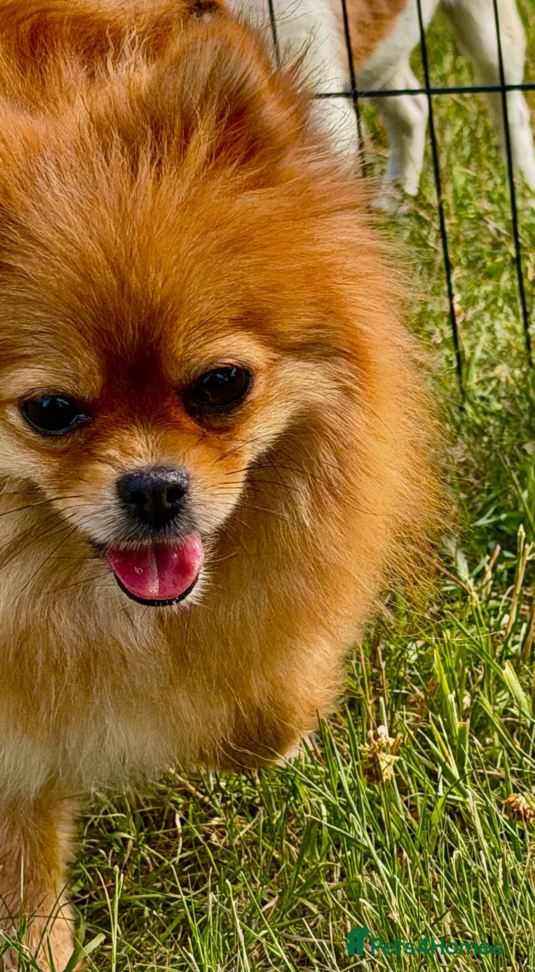 Pomeranian dogs for adoption: 🐾 TEDDY – aka Tuzik, Female Pomeranian 🐾 - Advert 4