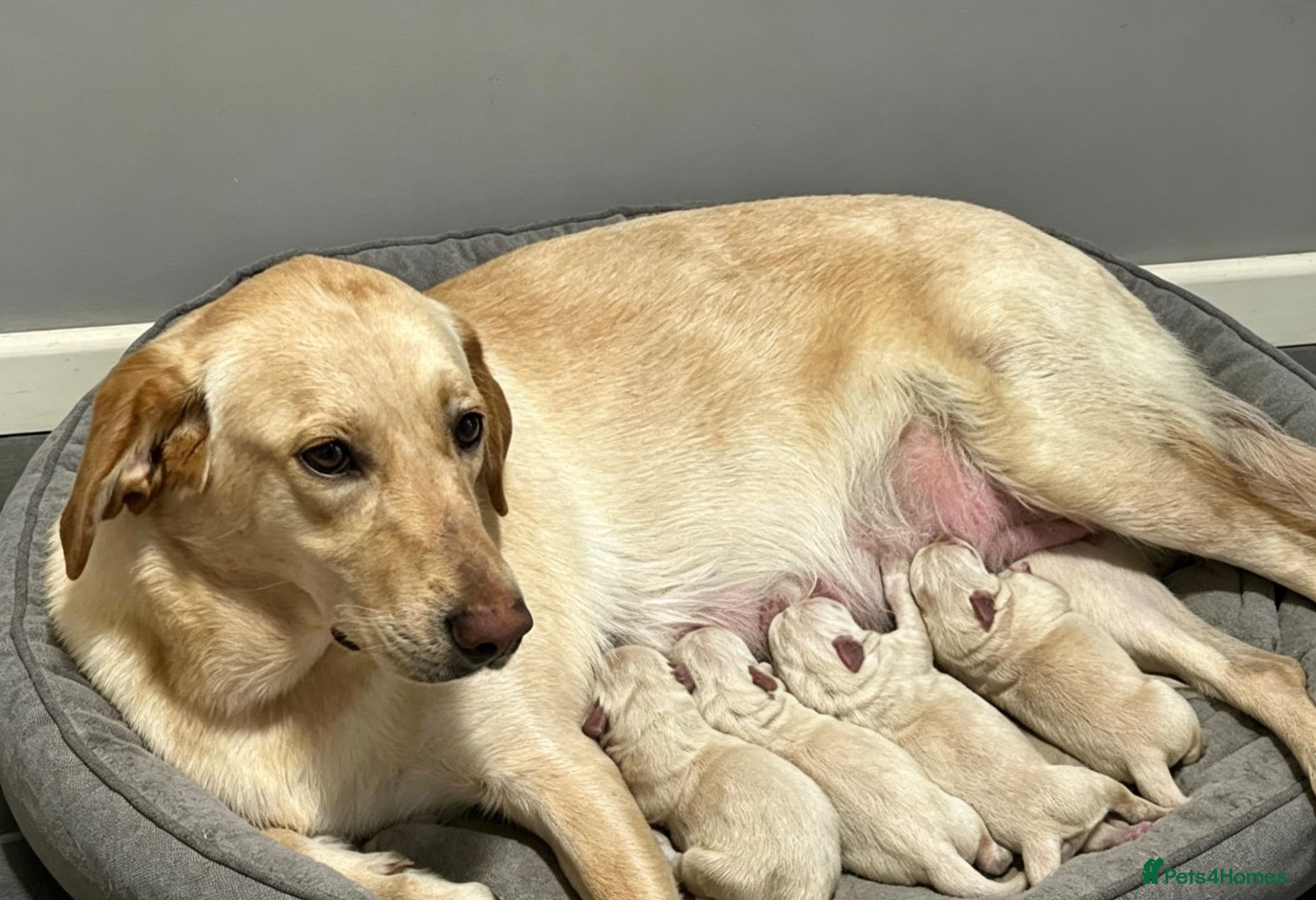 Mixed Breed dogs puppies - Advert 1