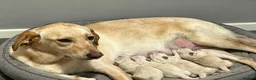 Mixed Breed dogs for sale: puppies - Advert 1