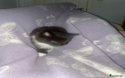 British Longhair cats for sale: 3 beautiful little girls - Image 2