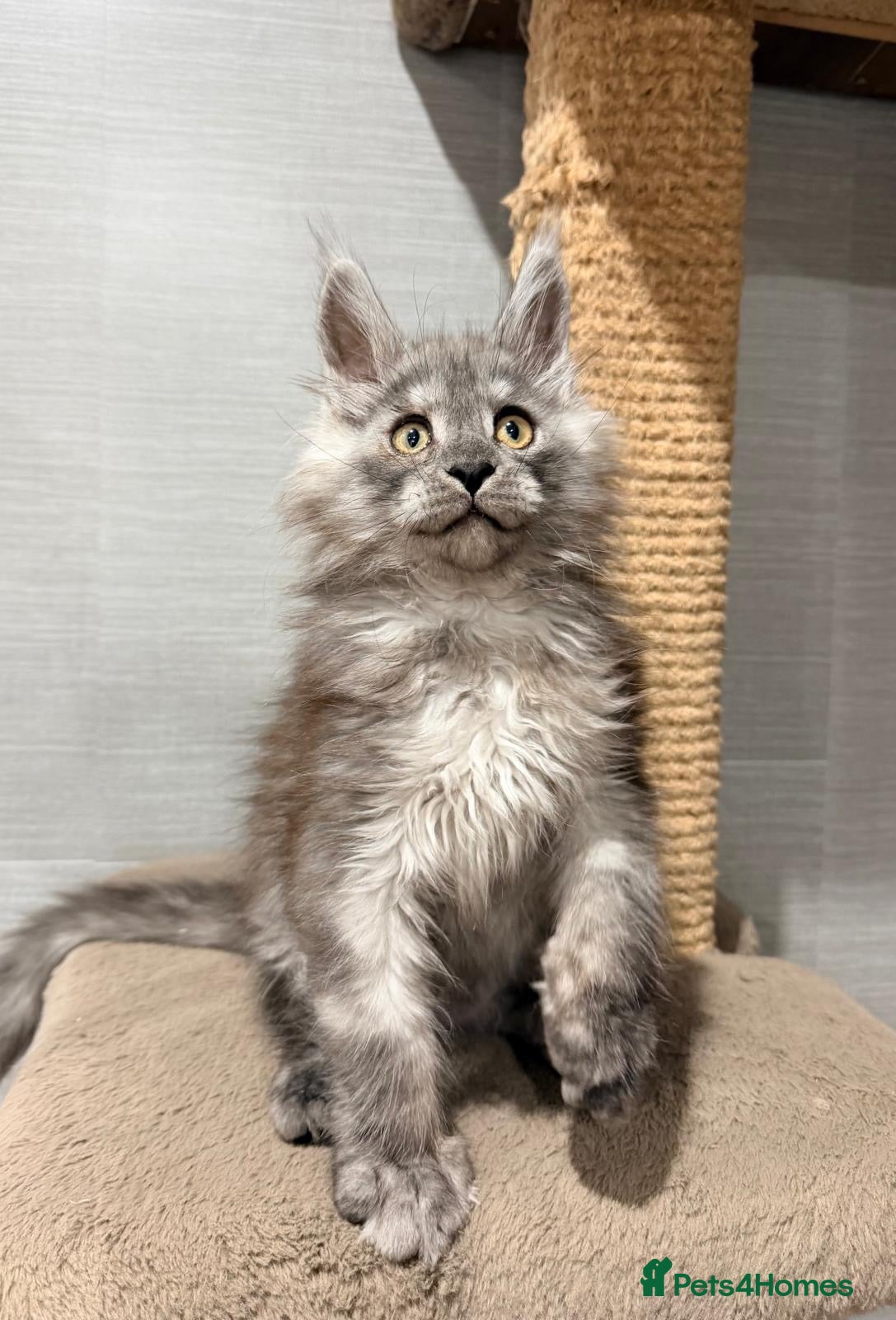 Maine Coon cats Maine coon kitten ready now - Advert 2