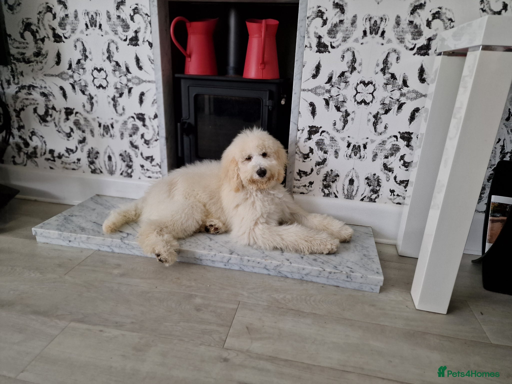 Standard Poodle dogs for stud: Standard White Poodle as stag - Advert 24