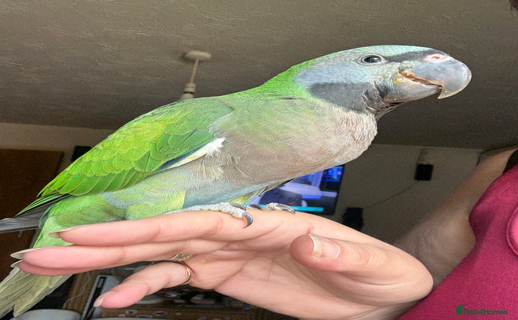 Parrots birds - Advert 16