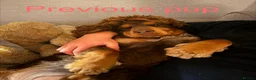 Cocker Spaniel dogs for sale: Stunning cocker pups excellent health testing  - Advert 11