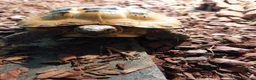 Tortoise reptiles for sale: Horsefeld tortoise & encloser &stand  in Irvine - Advert 5