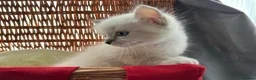 Ragdoll cats for sale: Luxury Blue Point Mitted Ragdoll Kittens - Advert 6