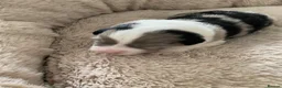 Border Collie dogs for sale: Handsome chunky Border Collie pups in Havant - Advert 5