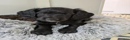 Cockapoo dogs for sale: 5 Gorgeous F2 cockapoos  - Advert 2