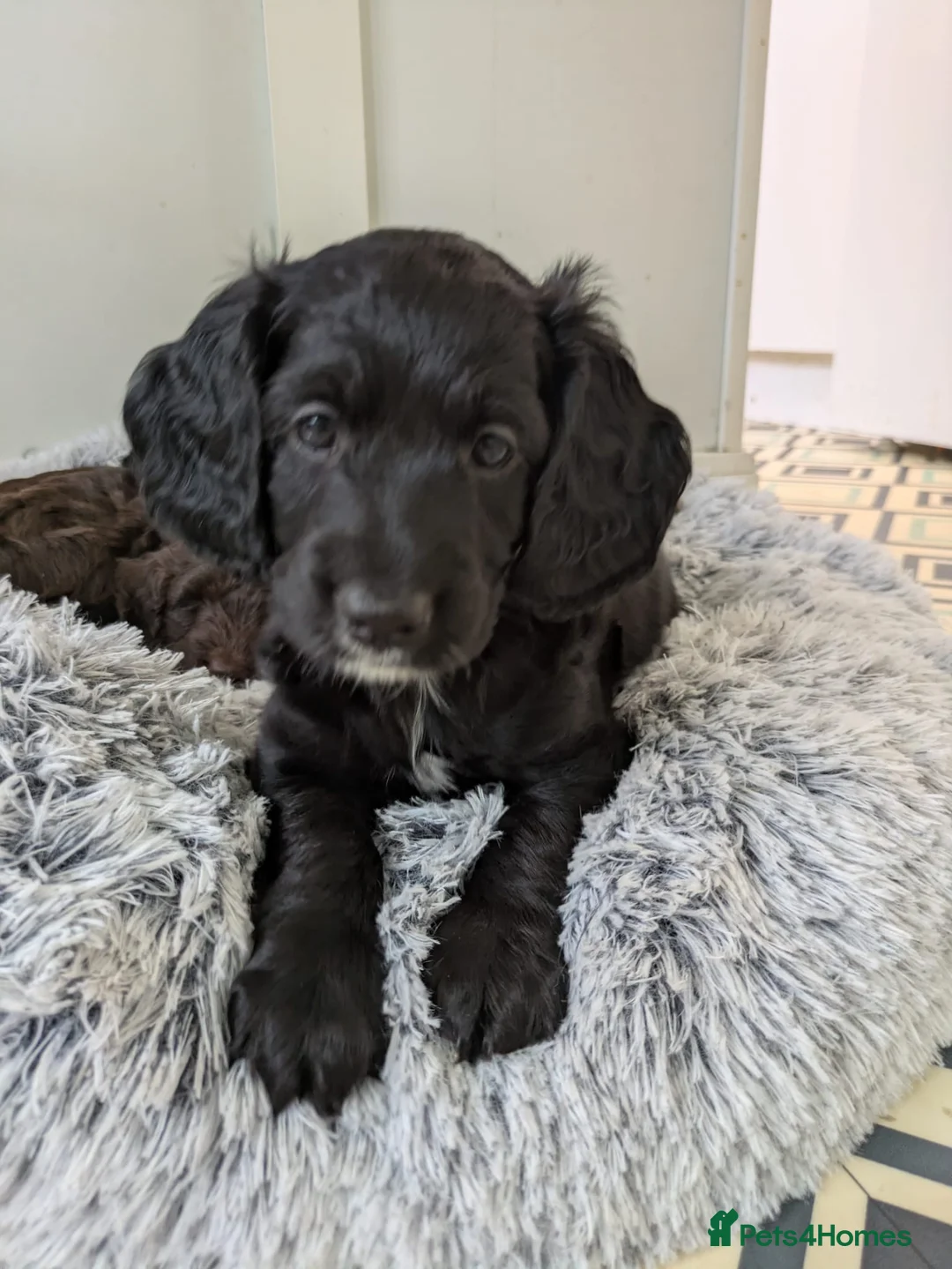 Cockapoo dogs for sale: 5 Gorgeous F2 cockapoos  - Advert 2