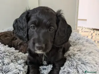 Cockapoo dogs 5 Gorgeous F2 cockapoos - Advert 6
