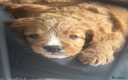 Cavapoo dogs for sale: King Charles Cavalier x Cavapoo - Image 2
