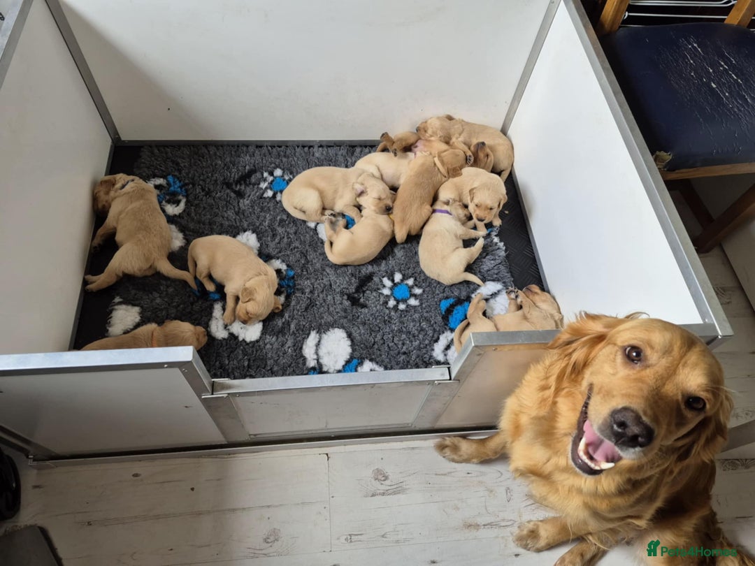 Golden Retriever dogs for sale: KC Registered Golden Retrievers - Image 16