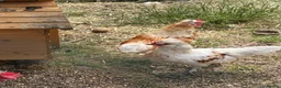 Mixed Breed poultry for sale: Polish x silkie bantam rooster in Bridlington - Advert 1
