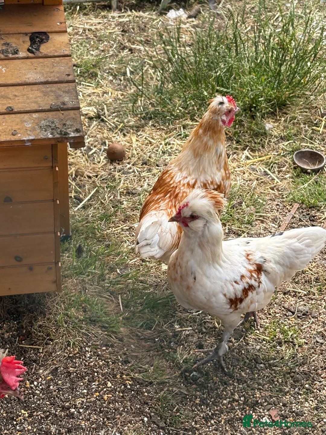 Mixed Breed poultry for sale: Polish x silkie bantam rooster in Bridlington - Advert 1